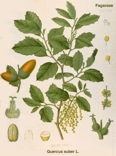 Quercus suber - пробковый дуб